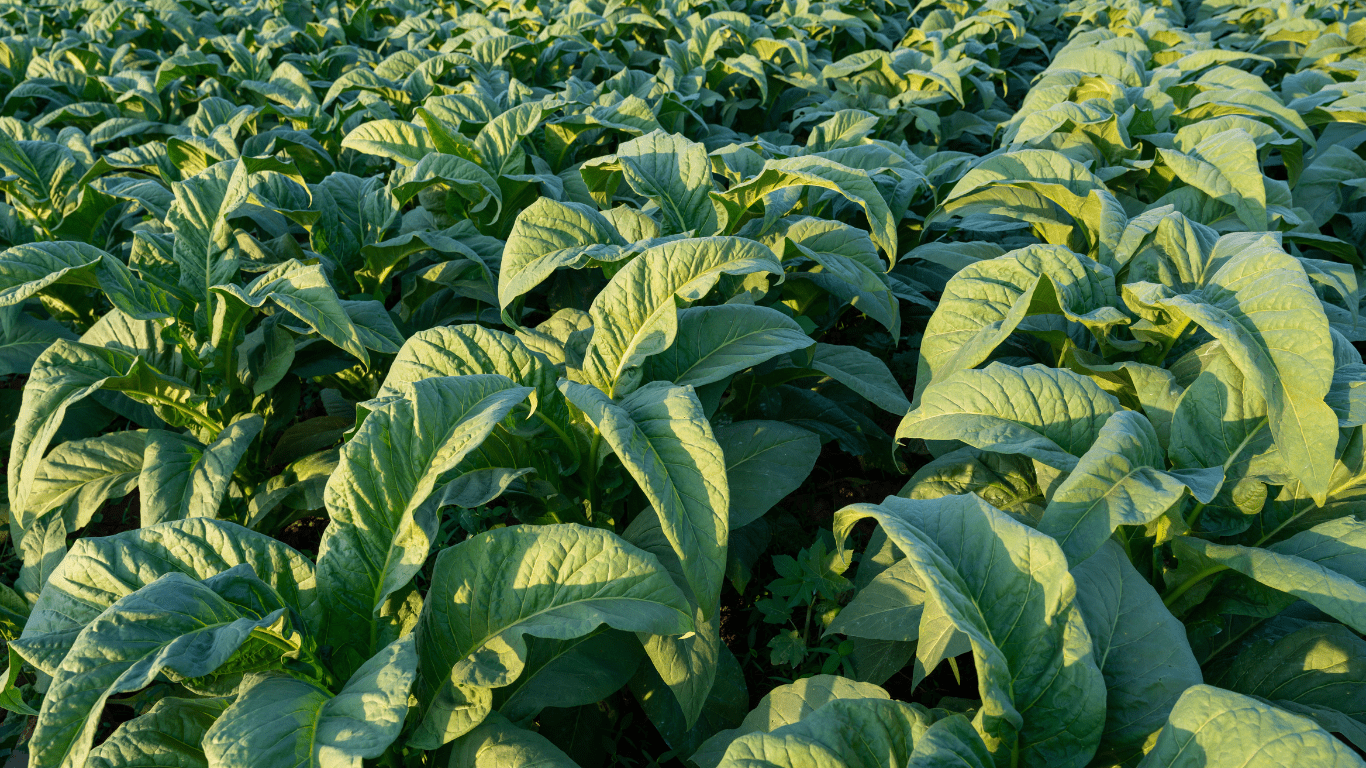 How Tobacco Contracts Actually Pay You  & Why Fast Payment Matters